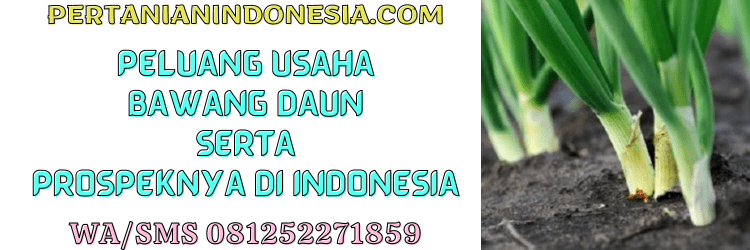 peluang,usaha,agrobisnis,agribisnis,budidaya bawang daun,pertanian indonesia